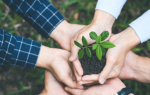 Nowy Rok w harmonii z naturą – ekologiczne postanowienia na 2025