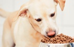 Mokra czy sucha karma: która jest lepsza dla Twojego psa?